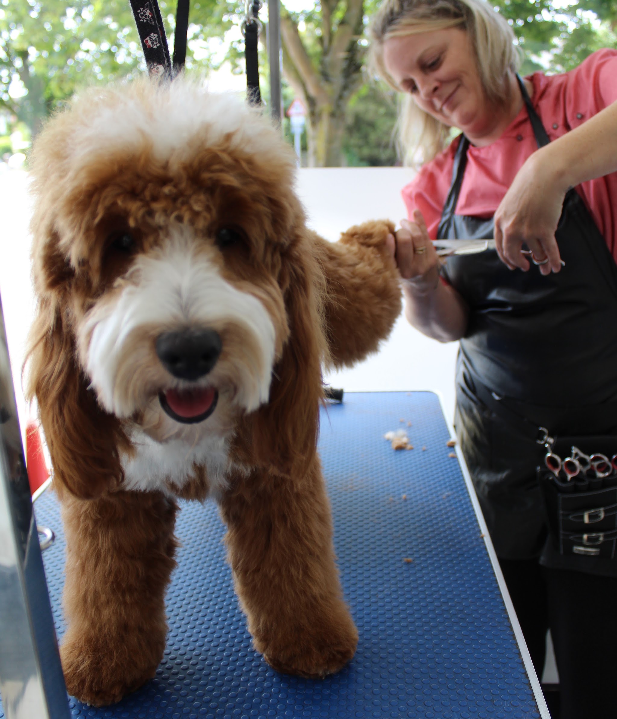Sonia scissoring a red and white cockapoo on the blue table, outdoors