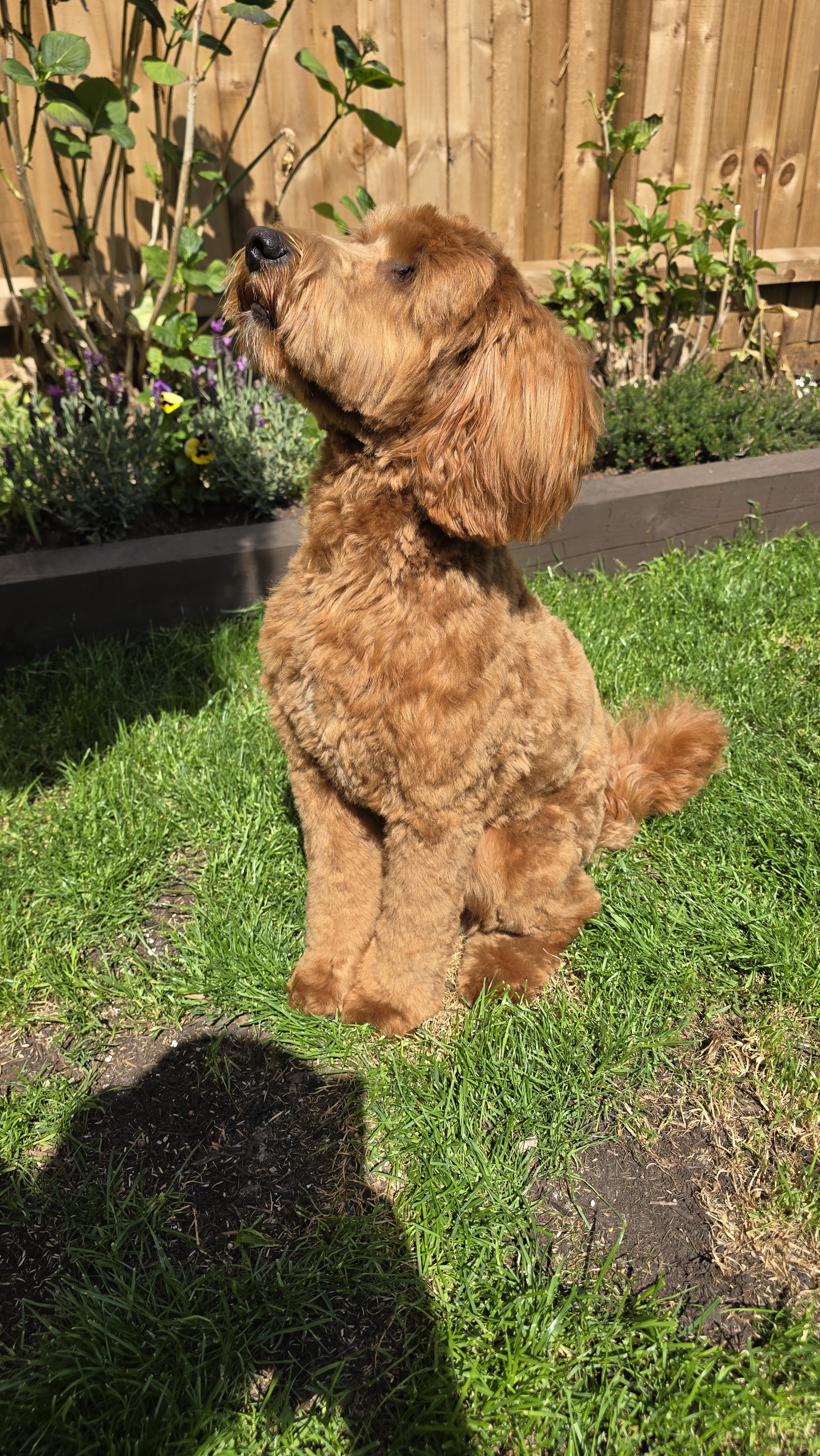 A freshly groomed apricot cockapoo sitting in a garden