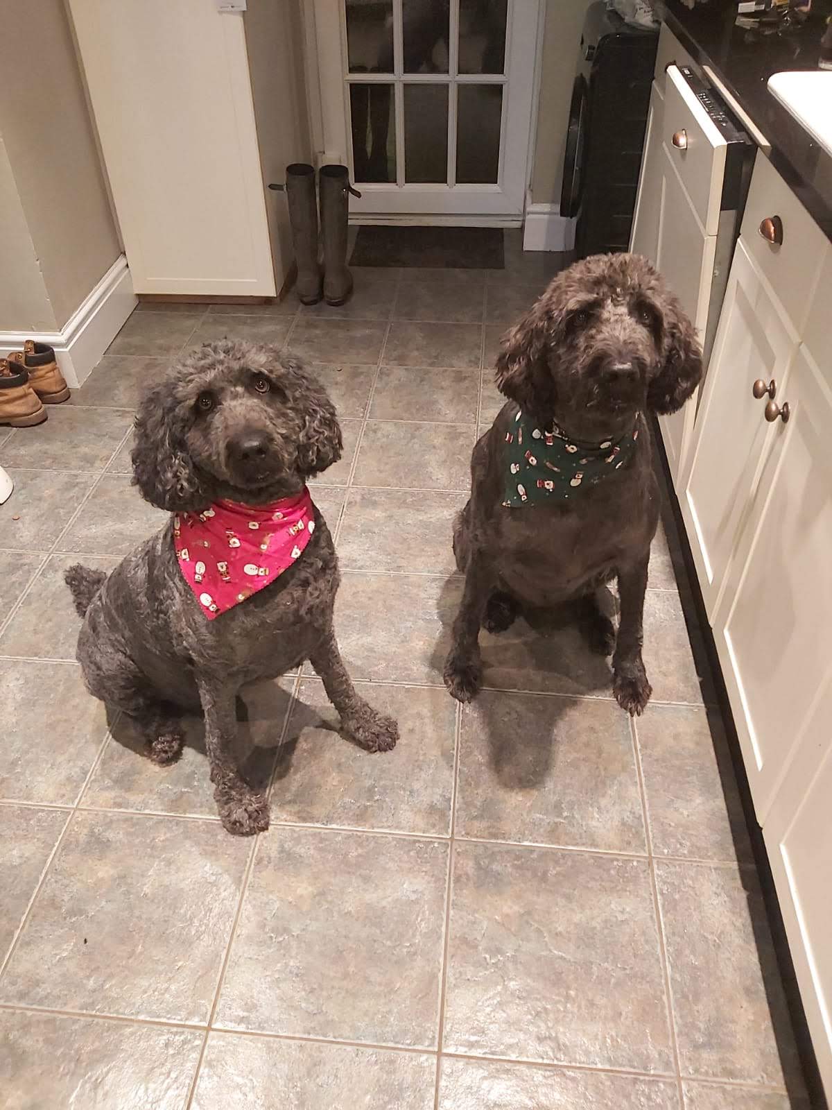 Two chocolate poodle crosses in bandanas at home after grooming