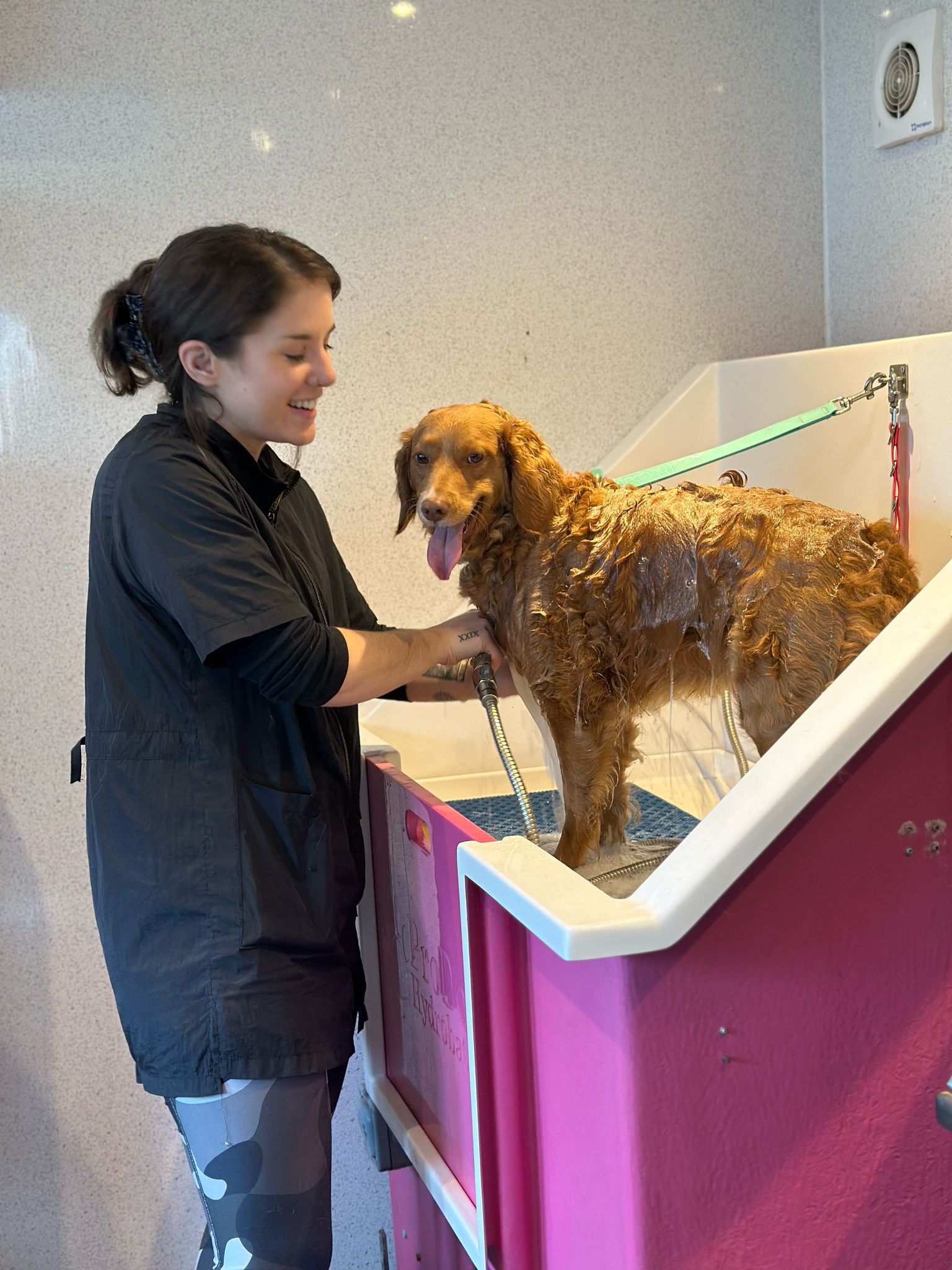 A groomer bathing a golden spaniel in the salon's pink bath