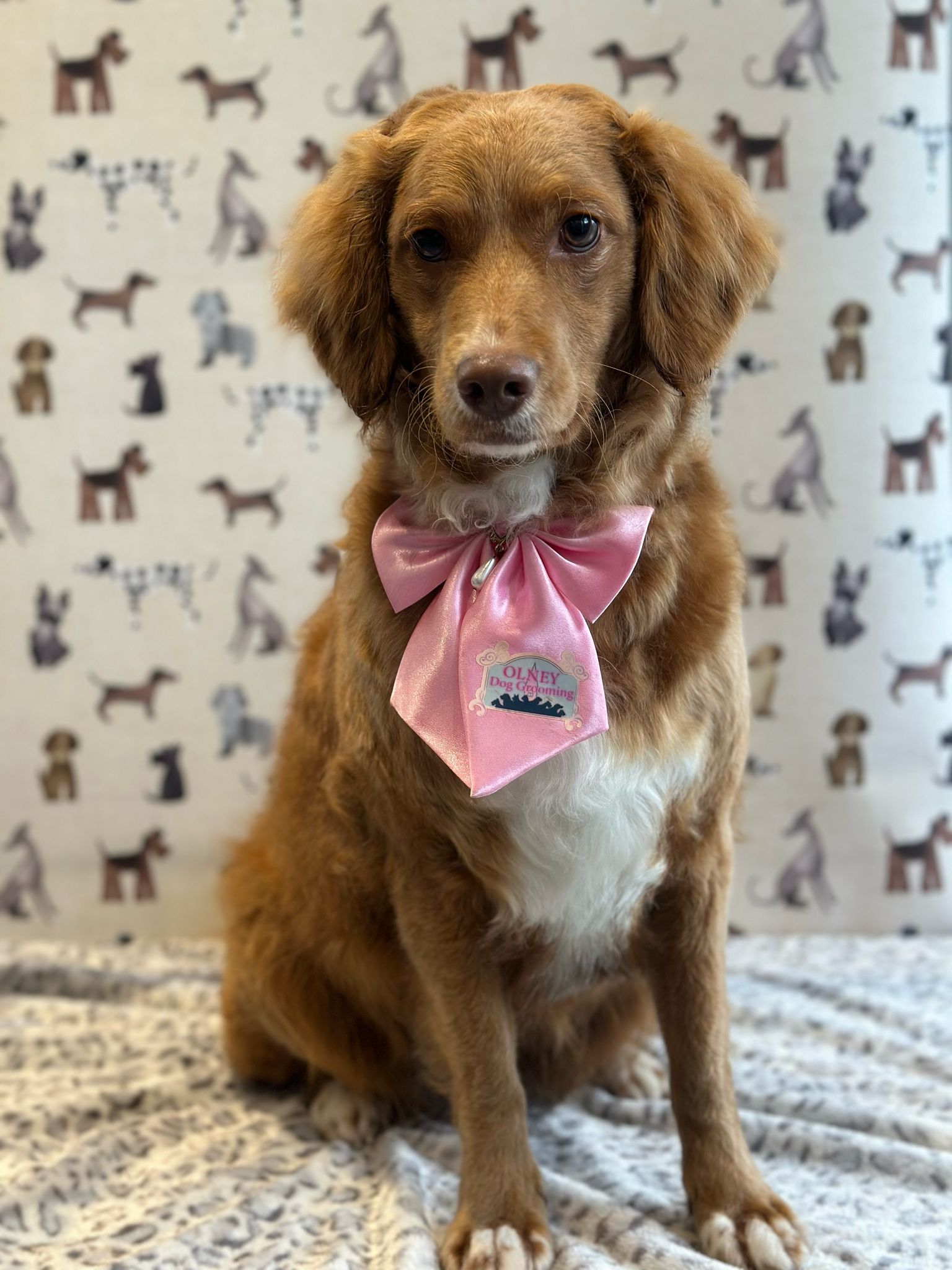 A red spaniel puppy wearing a big pink bow after her groom