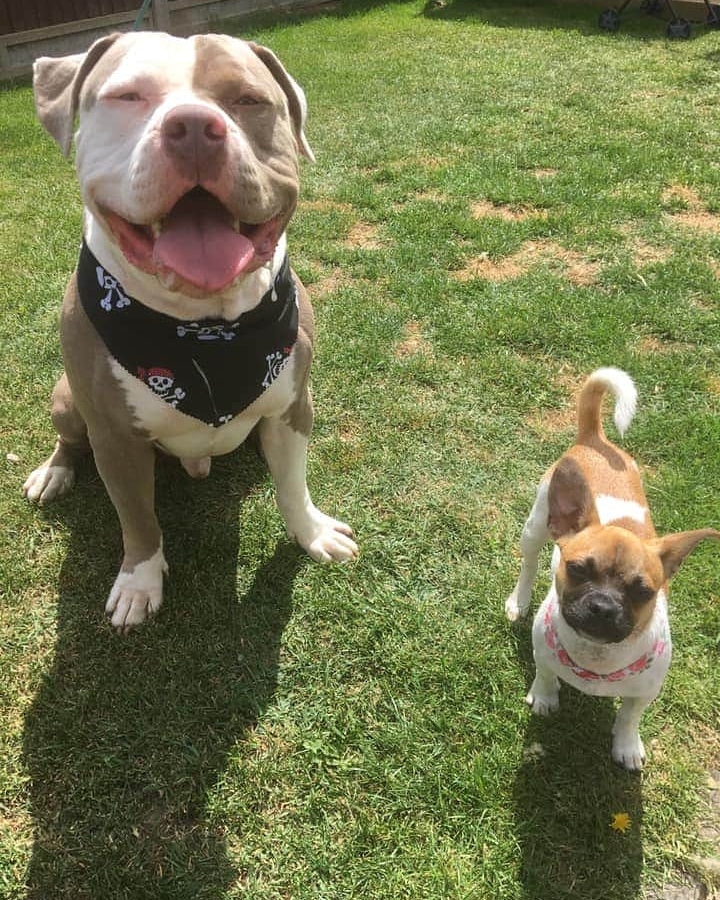 Two dogs in bandanas on the lawn after their grooms