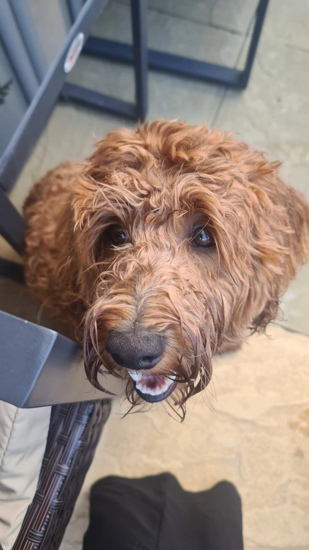 A curly apricot dog looking up from the grooming table