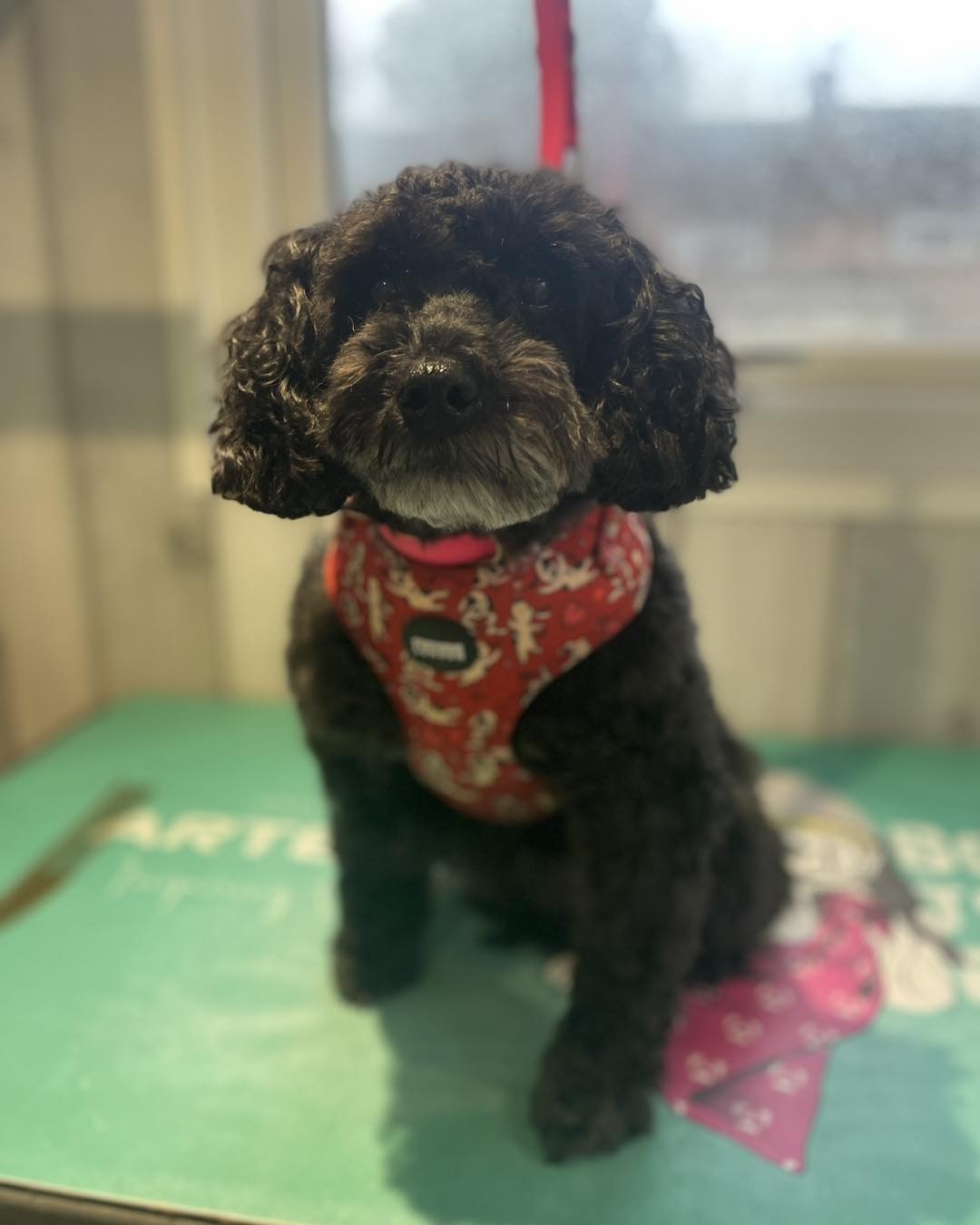 A black curly-coated dog in a red harness on the teal grooming table