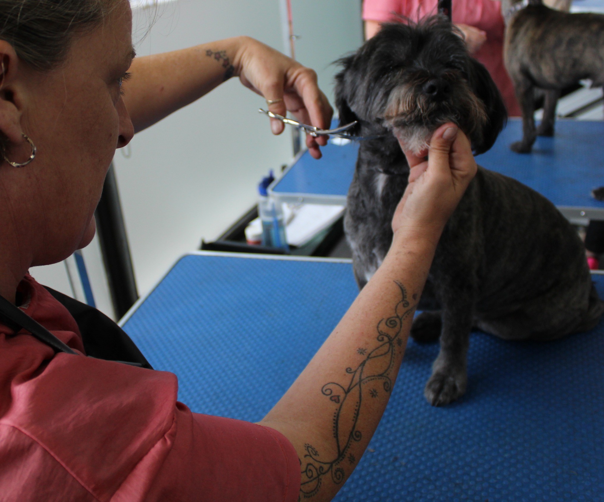 Scissoring around the face of a black shih tzu type dog