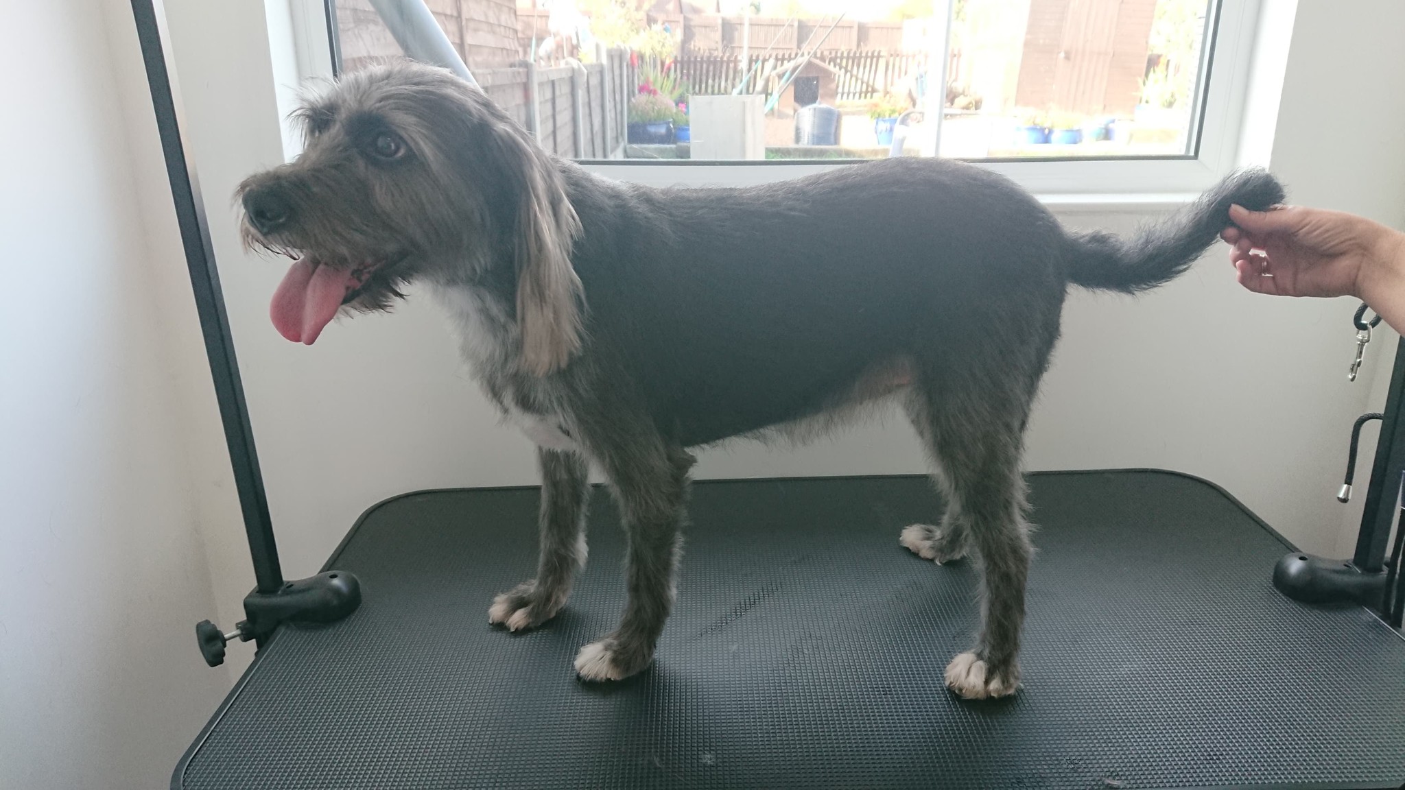 A grey wire-haired dog standing on the table after a groom