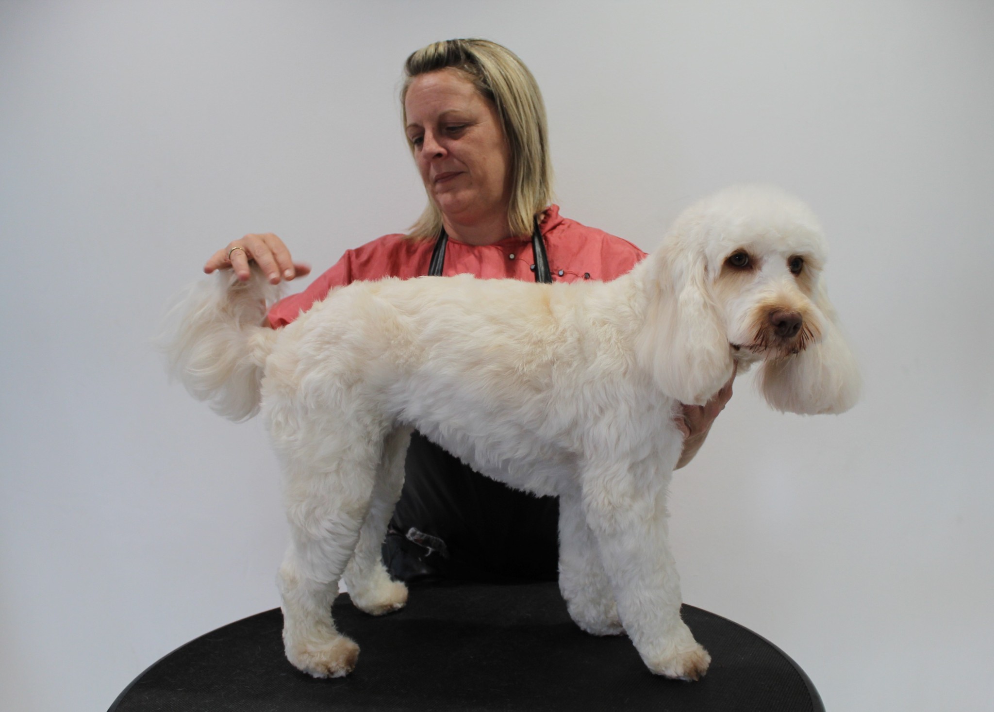 Sonia with a white poodle cross on the round grooming table