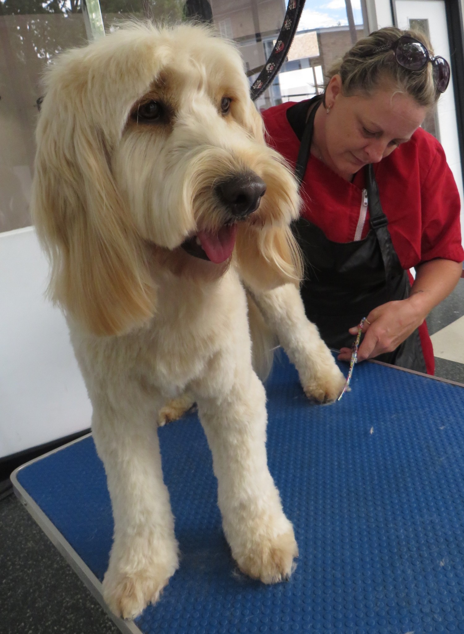 Sonia finishing a cream goldendoodle on the blue grooming table