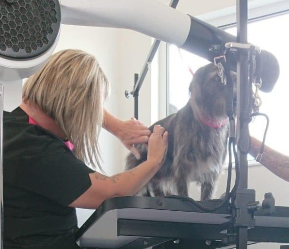 A groomer drying a small dog under the salon dryer
