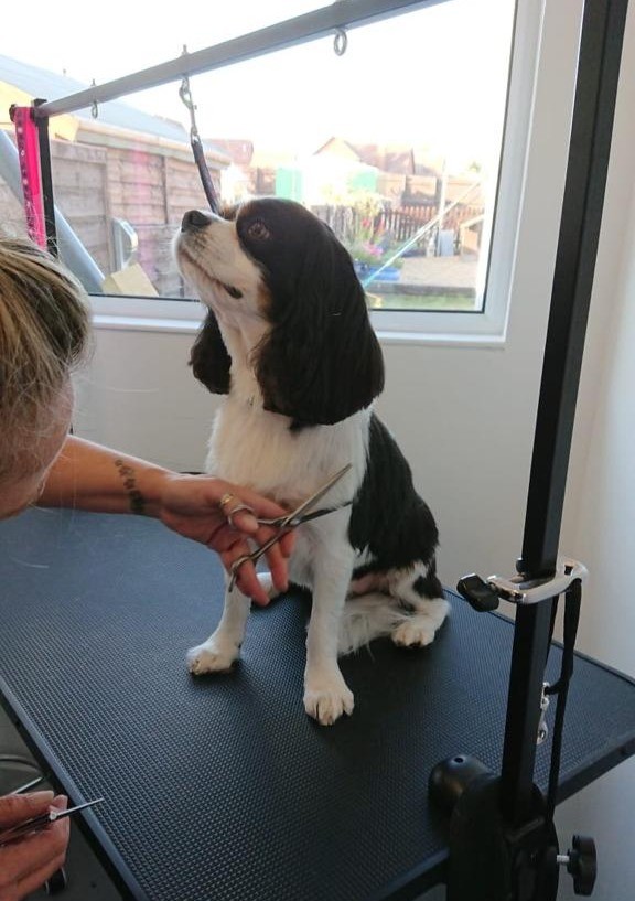 Scissoring a black and white spaniel on the table by the salon window