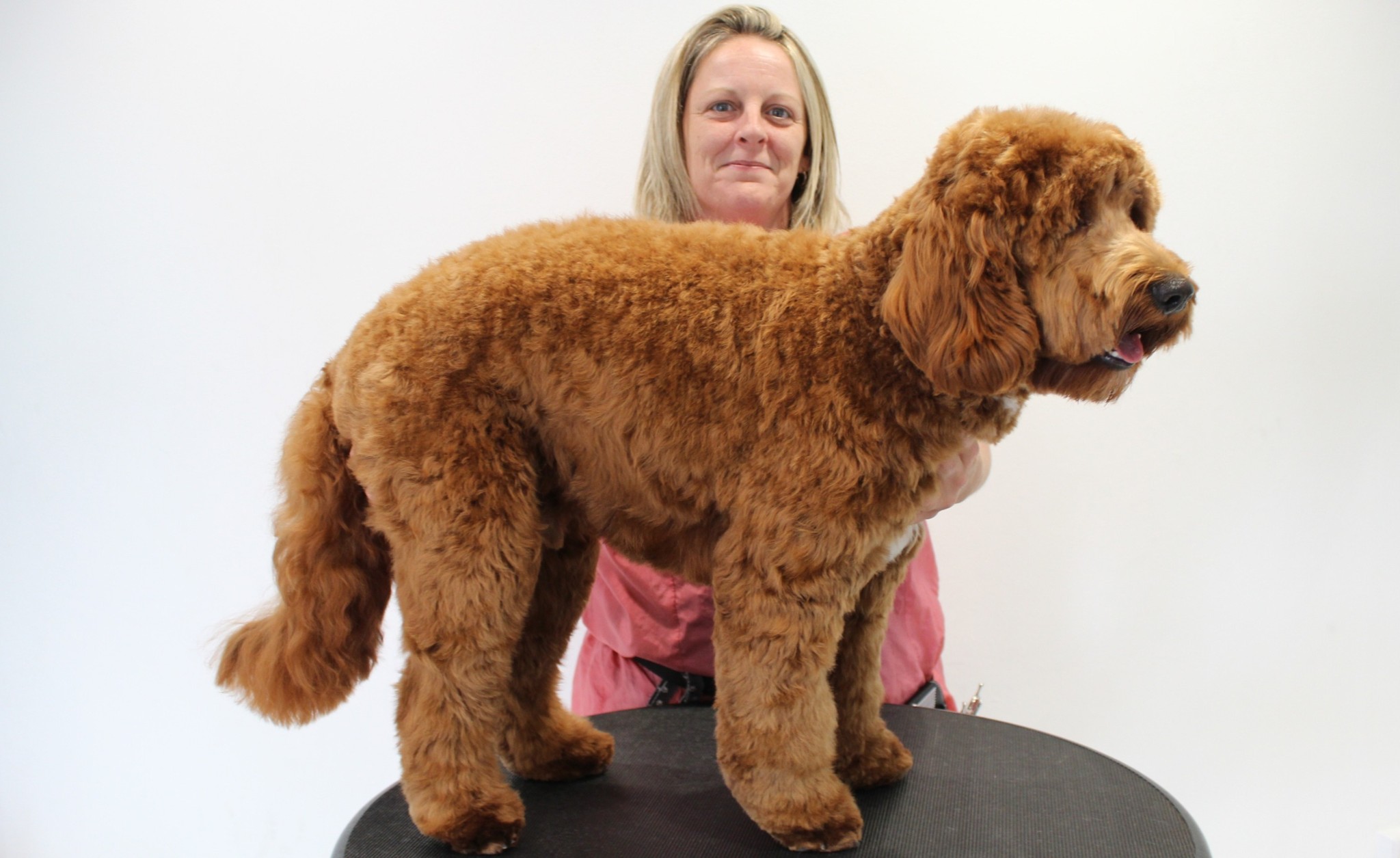 Sonia behind a red cockapoo with a rounded teddy bear cut