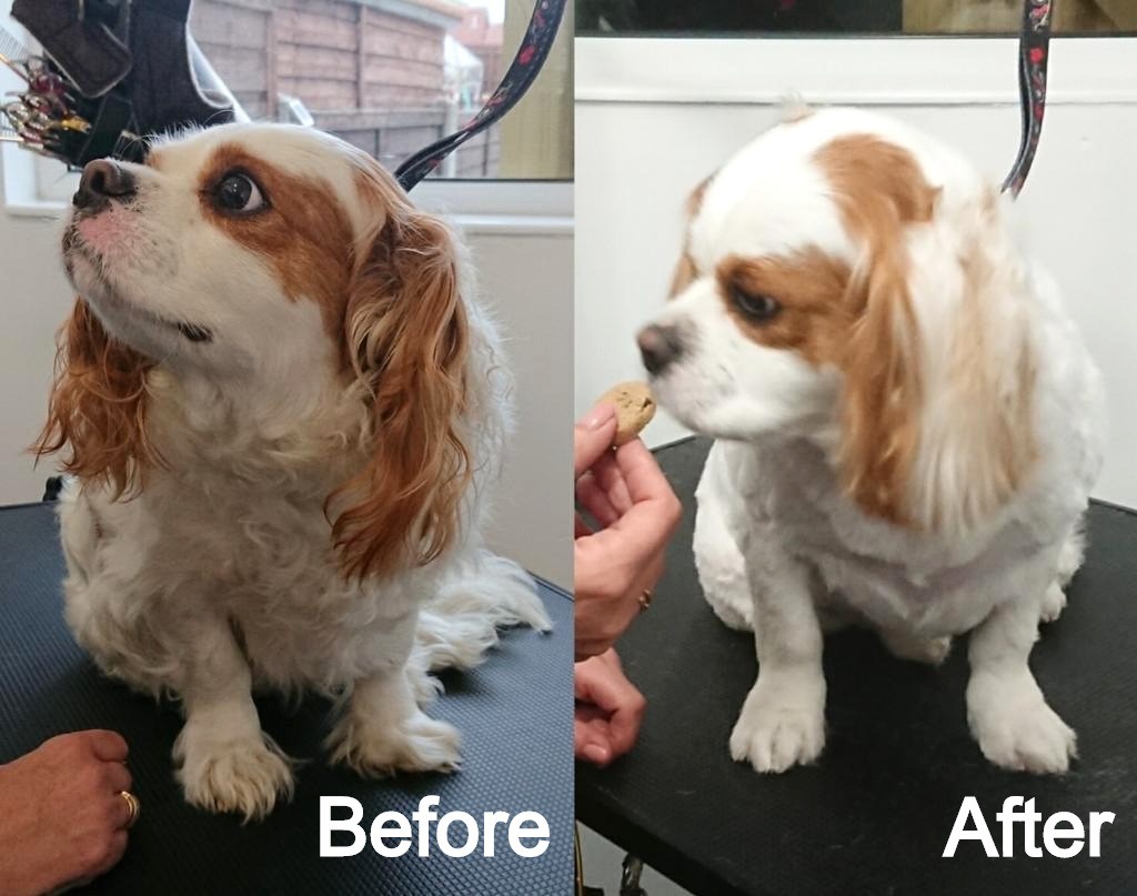 Before and after photos of a Cavalier King Charles spaniel